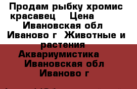 Продам рыбку хромис-красавец. › Цена ­ 100 - Ивановская обл., Иваново г. Животные и растения » Аквариумистика   . Ивановская обл.,Иваново г.